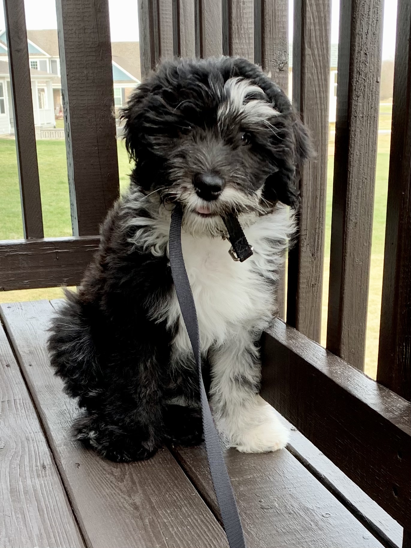 miniature poodle sheepdog mix