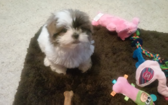 Teddy Bear
