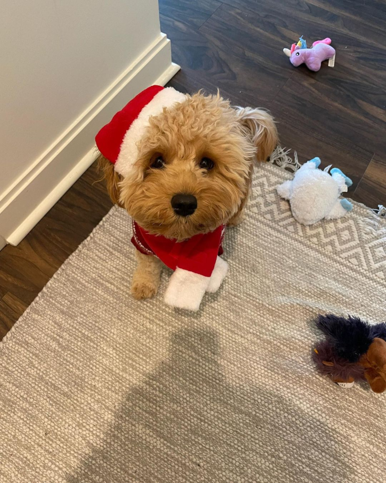 Friendly Cavapoo Pup in Chicago IL