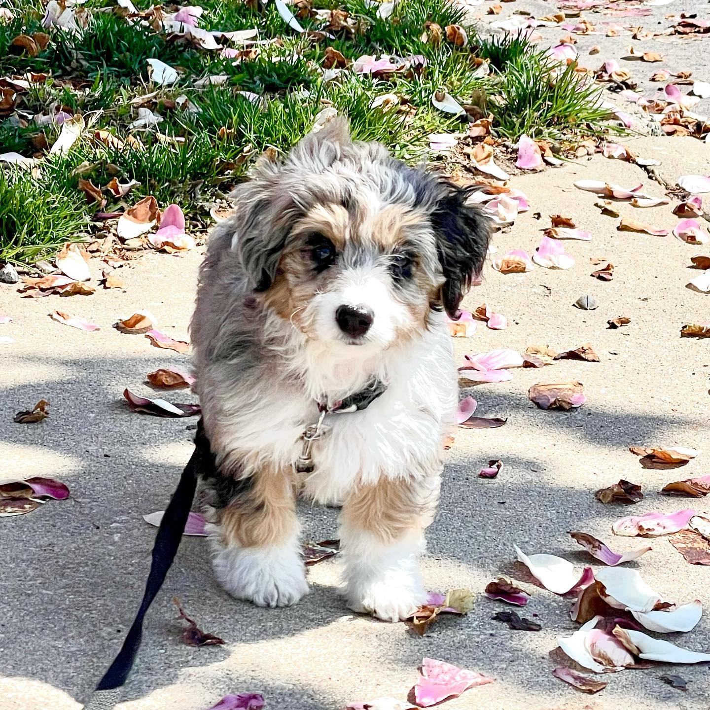 Mini aussie hot sale bichon mix