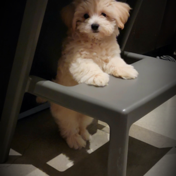 Milo (frmrly Jonah), a Maltipoo puppy from Los Angeles, CA Milo (frmrly Jonah), a Maltipoo puppy from Los Angeles, CA