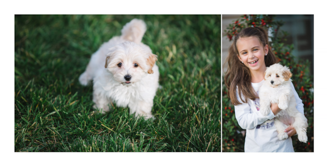 Eliza - Maltipoo Puppy For Sale Premier Pups Eliza - Maltipoo Puppy For Sale Premier Pups