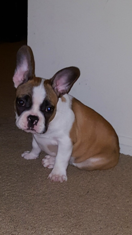 Noblesville French Bulldog Pup
