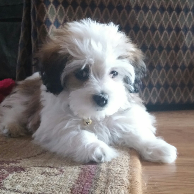 'Piper' - Havanese Puppy For Sale Premier Pups 'Piper' - Havanese Puppy For Sale Premier Pups