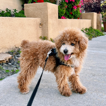Milo, a Poochon puppy from Pleasanton CA