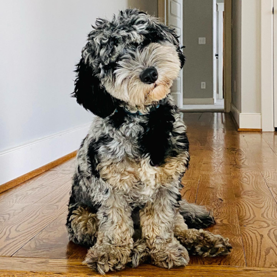 Funny Mini Sheepadoodle Poodle Mix Pup