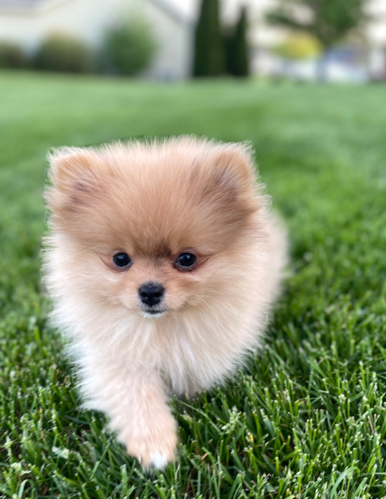 Fluffy Pomeranian Purebred Pup