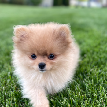 Fluffy Pomeranian Purebred Pup