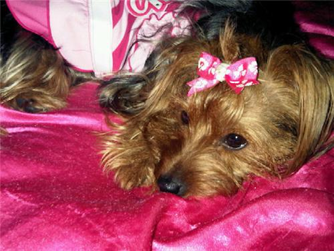 Ga'Zelle - Yorkshire Terrier Puppy For Sale Premier Pups Ga'Zelle - Yorkshire Terrier Puppy For Sale Premier Pups