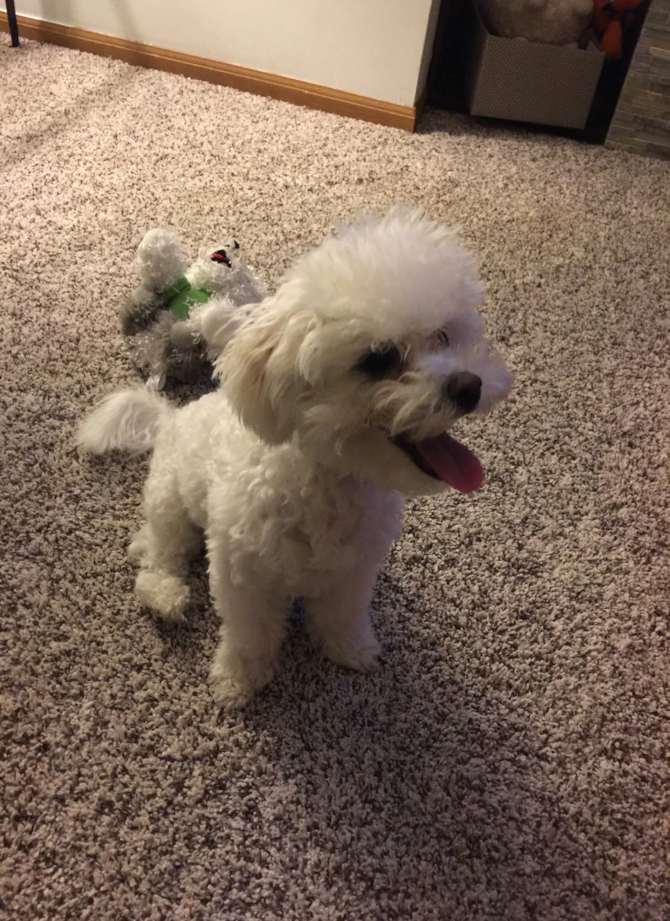 Loki (formerly Roy) - Bichon Frise Puppy For Sale Premier Pups Loki (formerly Roy) - Bichon Frise Puppy For Sale Premier Pups
