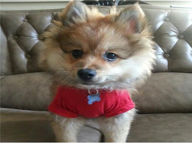Diesel-(( - Pomeranian Puppy For Sale Premier Pups Diesel-(( - Pomeranian Puppy For Sale Premier Pups