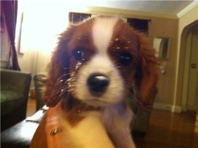 Charles Worthington "Charlie" - Cavalier King Charles Spaniel Puppy For Sale Premier Pups Charles Worthington "Charlie" - Cavalier King Charles Spaniel Puppy For Sale Premier Pups