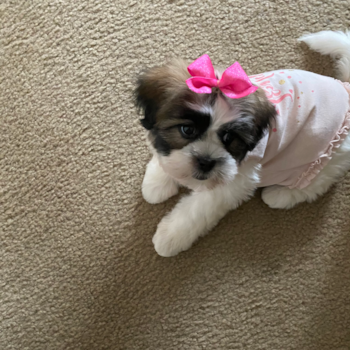 Oreo, a Teddy Bear puppy from Southgate,MI Oreo, a Teddy Bear puppy from Southgate,MI