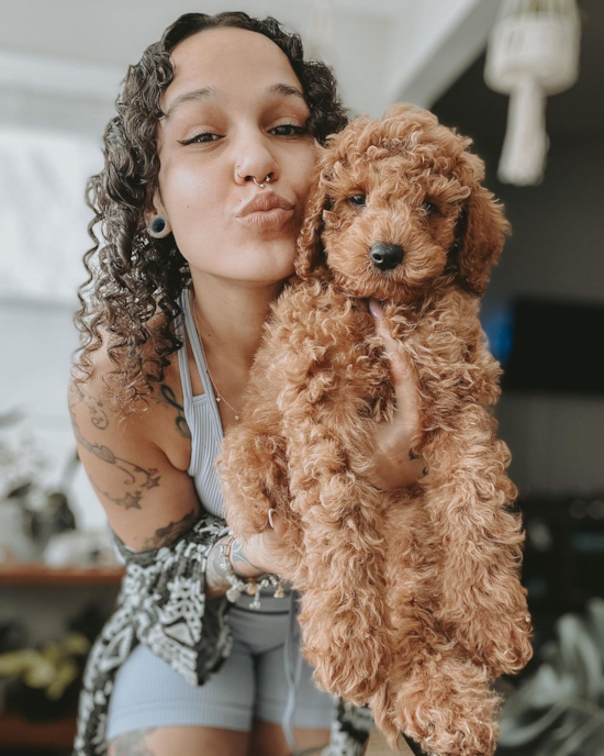 Adorable Cockerpoo Poodle Mix Pup