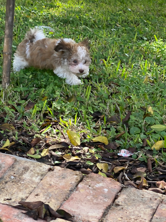 Baldwin City Havanese Pup