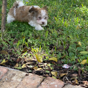 SALVATORE, a Havanese puppy from Baldwin City KS