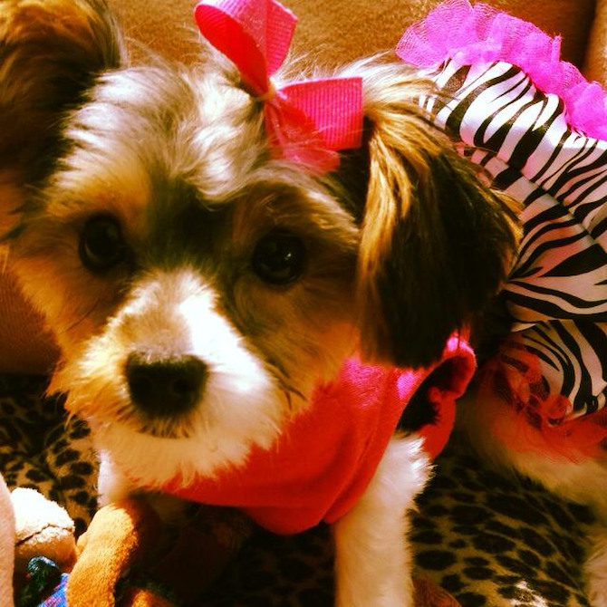 Princess Nyla Jean Jordan Wheatley - Yorkshire Terrier Puppy For Sale Premier Pups Princess Nyla Jean Jordan Wheatley - Yorkshire Terrier Puppy For Sale Premier Pups