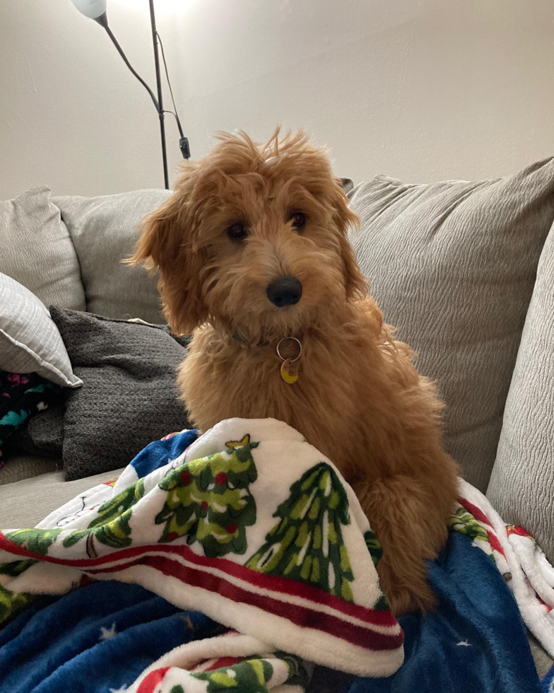 Friendly Mini Goldendoodle Pup in Holtsville NY