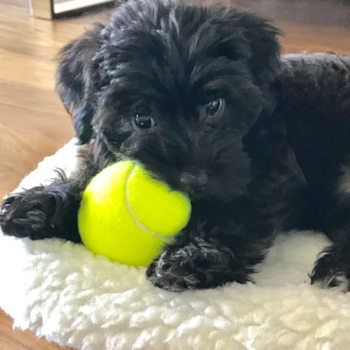 Callie (Winona), a Yorkie Poo puppy from Ft Pierce Fl Callie (Winona), a Yorkie Poo puppy from Ft Pierce Fl