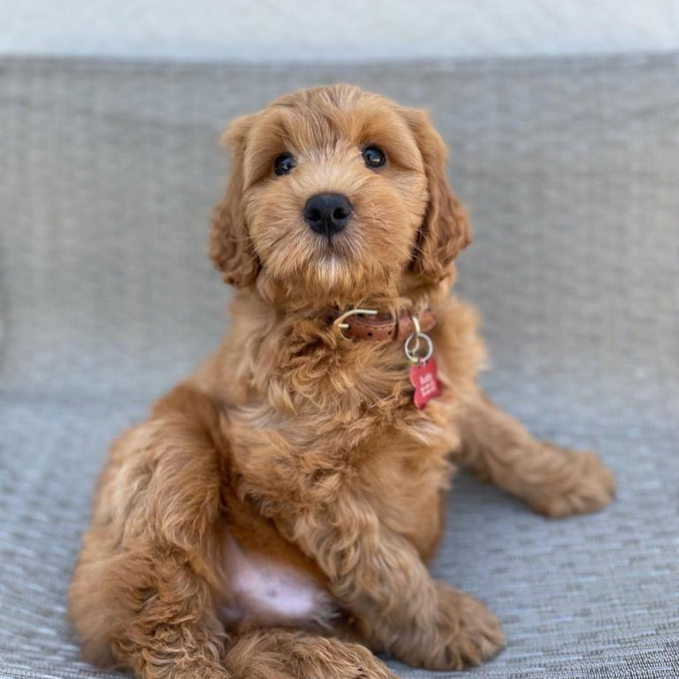 Friendly Mini Goldendoodle Pup