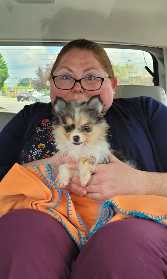 Small Pomsky Pup in Noblesville IN