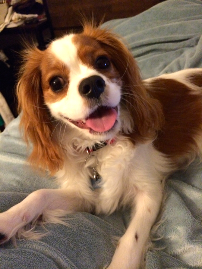 Duke - Cavalier King Charles Spaniel Puppy For Sale Premier Pups Duke - Cavalier King Charles Spaniel Puppy For Sale Premier Pups