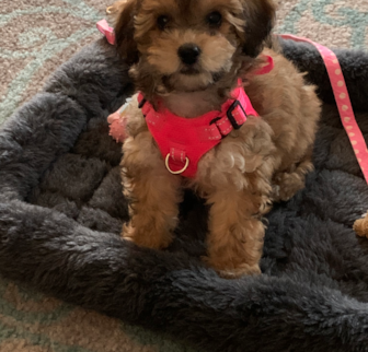 Shelby Havapoo puppy