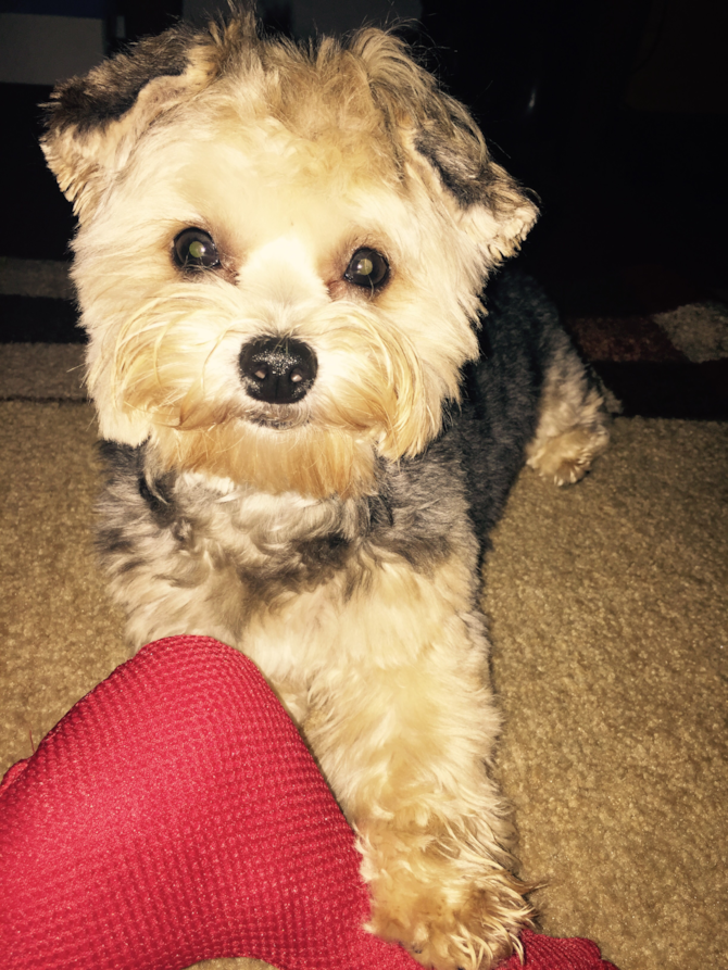 Miley - Morkie Puppy For Sale Premier Pups Miley - Morkie Puppy For Sale Premier Pups