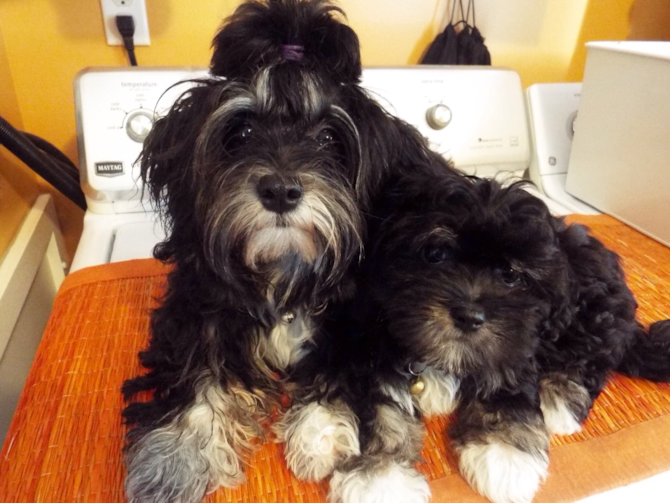 Lola & ChaCha - Havanese Puppy For Sale Premier Pups Lola & ChaCha - Havanese Puppy For Sale Premier Pups