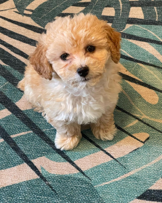 Hypoallergenic Bichpoo Poodle Mix Pup