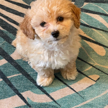 Emmy, a Poochon puppy from Los Angeles CA