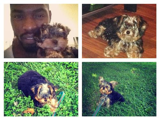 Bellemy James - Yorkshire Terrier Puppy For Sale Premier Pups Bellemy James - Yorkshire Terrier Puppy For Sale Premier Pups