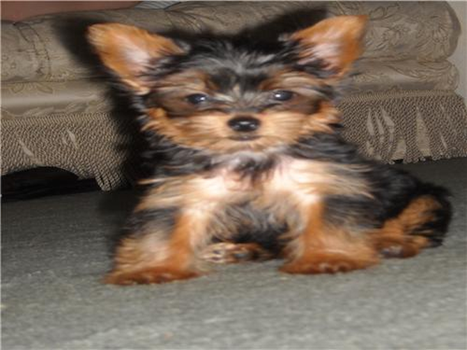 Akoyo Oh-No! - Yorkshire Terrier Puppy For Sale Premier Pups Akoyo Oh-No! - Yorkshire Terrier Puppy For Sale Premier Pups