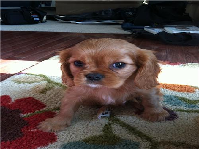 Charlie - Cavalier King Charles Spaniel Puppy For Sale Premier Pups Charlie - Cavalier King Charles Spaniel Puppy For Sale Premier Pups