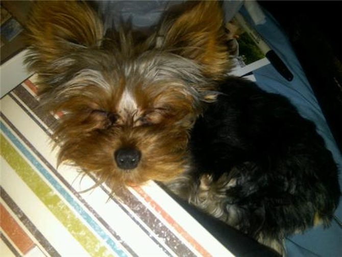 Molly (Izzy) - Yorkshire Terrier Puppy For Sale Premier Pups Molly (Izzy) - Yorkshire Terrier Puppy For Sale Premier Pups