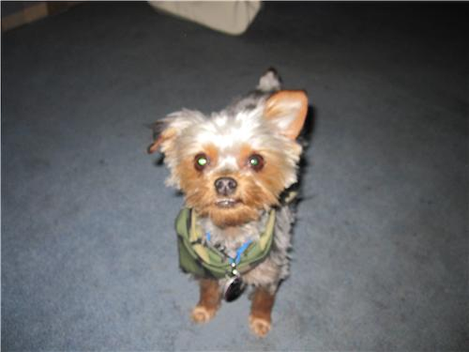 Deirks - Yorkshire Terrier Puppy For Sale Premier Pups Deirks - Yorkshire Terrier Puppy For Sale Premier Pups