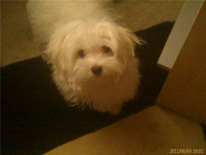 Madison - Maltese Puppy For Sale Premier Pups Madison - Maltese Puppy For Sale Premier Pups
