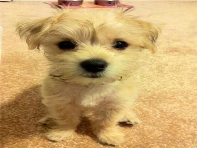 Was Amy, Now Chloe - Morkie Puppy For Sale Premier Pups Was Amy, Now Chloe - Morkie Puppy For Sale Premier Pups