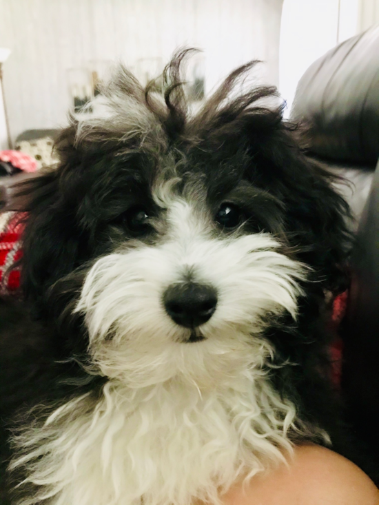 Mini Aussiedoodle Being Cute