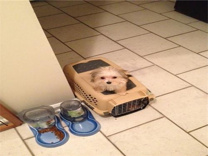 Chloe - Morkie Puppy For Sale Premier Pups Chloe - Morkie Puppy For Sale Premier Pups