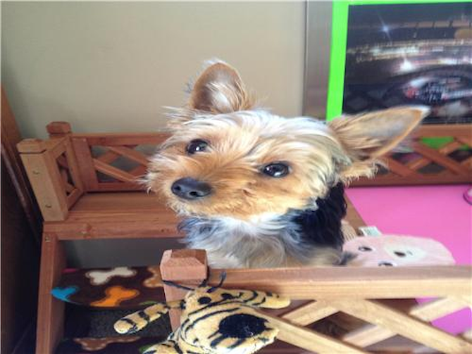 Zoey (Was Rachel) - Yorkshire Terrier Puppy For Sale Premier Pups Zoey (Was Rachel) - Yorkshire Terrier Puppy For Sale Premier Pups