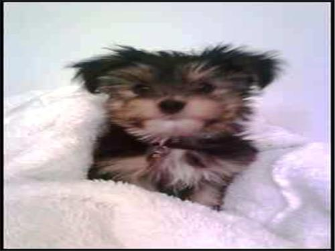 Jackson - Morkie Puppy For Sale Premier Pups Jackson - Morkie Puppy For Sale Premier Pups