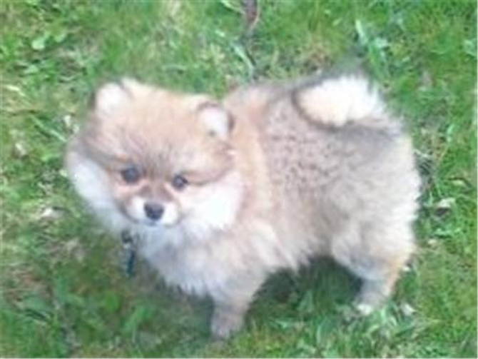 Corky (AKA Theadore) - Pomeranian Puppy For Sale Premier Pups Corky (AKA Theadore) - Pomeranian Puppy For Sale Premier Pups