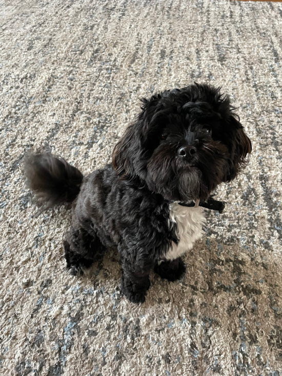 Black shih sale poo pictures