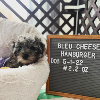 Bleu Cheese Hamburger, a Poochon puppy from Washington DC