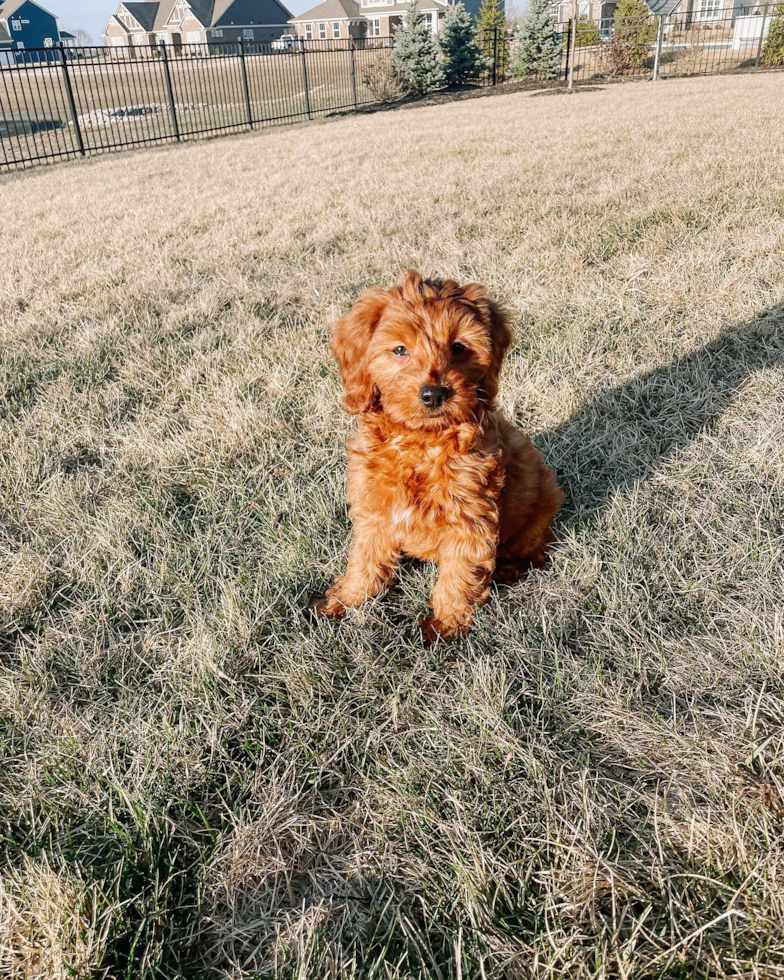 Happy Mini Goldendoodle Pup in Bargersville IN