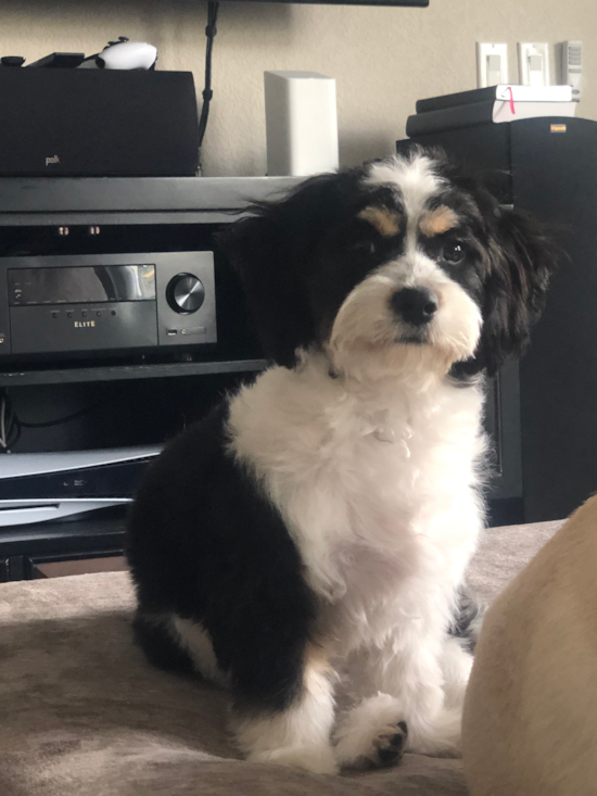 Happy Cavachon Pup in