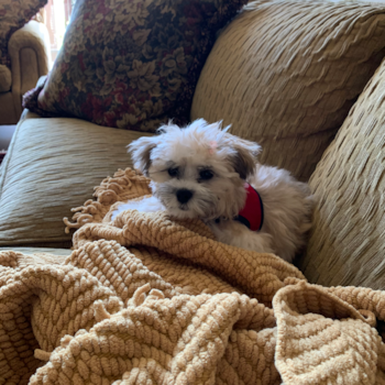 Winnie formally Reba, a Teddy Bear puppy from Highland park , Illinois Winnie formally Reba, a Teddy Bear puppy from Highland park , Illinois