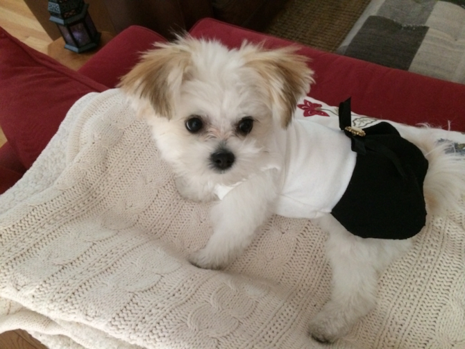 Coco Chanel - Maltipom Puppy For Sale Premier Pups Coco Chanel - Maltipom Puppy For Sale Premier Pups
