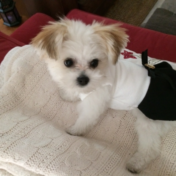 Coco Chanel, a Maltipom puppy from Saratoga Springs, NY 